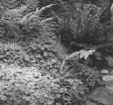 plants