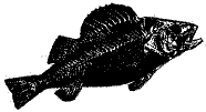 deadfish