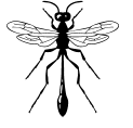 pest