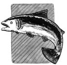 salmon