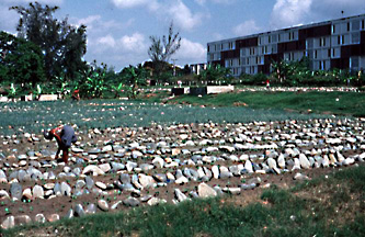 rock garden